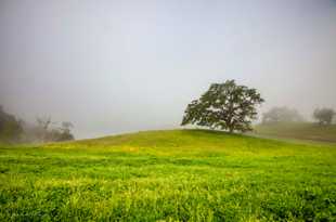 An Oak in the meadow-0500 An Oak in the meadow-0500